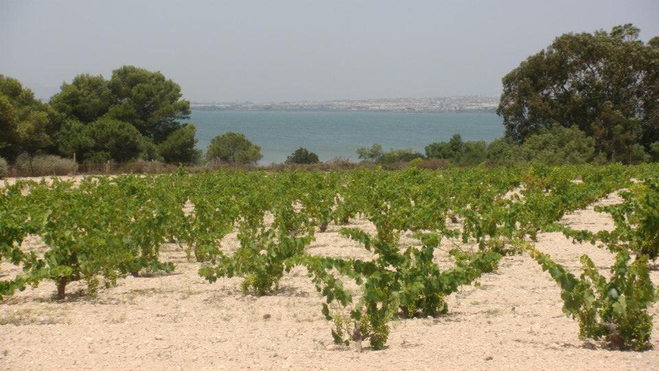 Lovely Apartment Near The Beach In Sunny La Mata Torrevieja Eksteriør billede
